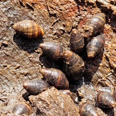 Unverified Snail or Slug (Gastropoda) at Hyland Park, NSW - 26 Nov 2022 by trevorpreston
