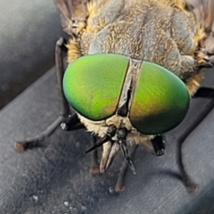 Unidentified March or Horse fly (Tabanidae) (TBC) at suppressed - 27 Nov 2022 by trevorpreston