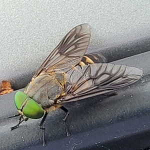 Tabanus australicus at Nambucca Heads, NSW - 28 Nov 2022 09:09 AM