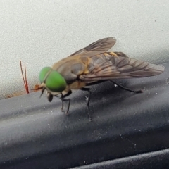 Tabanus australicus at Nambucca Heads, NSW - 28 Nov 2022 09:09 AM