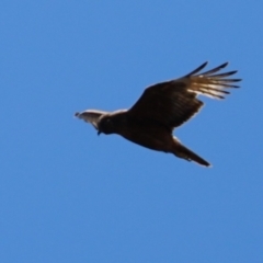 Circus approximans (Swamp Harrier) at QPRC LGA - 28 Nov 2022 by MPennay