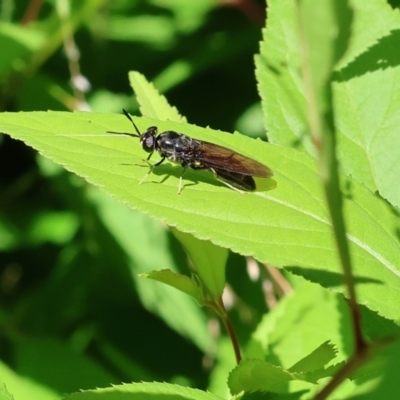 Hermetia illucens (American Soldier Fly) at Wodonga - 28 Nov 2022 by KylieWaldon