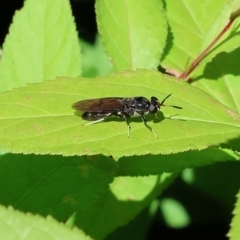 Hermetia illucens at Wodonga, VIC - 28 Nov 2022