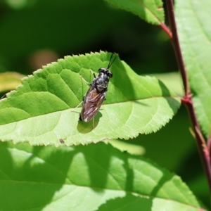 Hermetia illucens at Wodonga, VIC - 28 Nov 2022