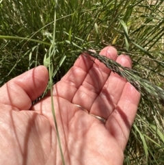 Sporobolus creber (Slender Rat's Tail Grass) at Aranda, ACT - 28 Nov 2022 by lbradley
