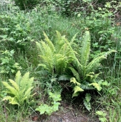 Blechnum nudum (Fishbone Water Fern) at Kowen, ACT - 28 Nov 2022 by Komidar