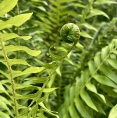 Blechnum nudum at Kowen, ACT - 28 Nov 2022 06:54 AM