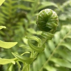 Blechnum nudum at Kowen, ACT - 28 Nov 2022 06:54 AM