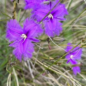 Thysanotus tuberosus at Fraser, ACT - 27 Nov 2022