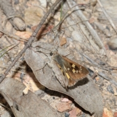 Trapezites phigalia (Heath Ochre) at Booth, ACT - 26 Nov 2022 by HaukeKoch