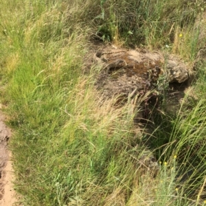 Varanus rosenbergi at Hackett, ACT - suppressed