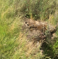 Varanus rosenbergi at Hackett, ACT - suppressed