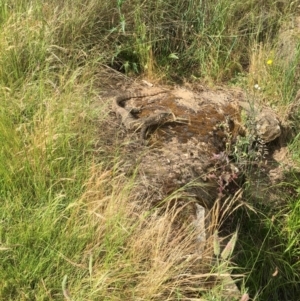 Varanus rosenbergi at Hackett, ACT - suppressed