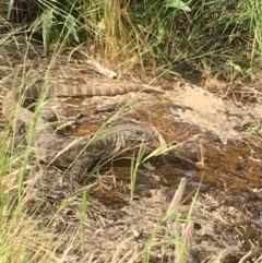 Varanus rosenbergi at Hackett, ACT - 27 Nov 2022