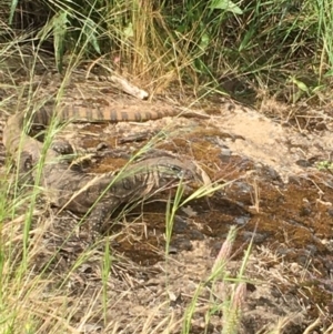 Varanus rosenbergi at Hackett, ACT - suppressed