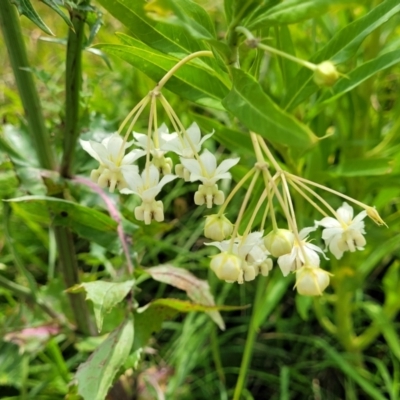 Gomphocarpus fruticosus (Narrow-leaved Cotton Bush) at Rutherford, NSW - 28 Nov 2022 by trevorpreston