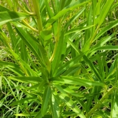 Gomphocarpus fruticosus at Rutherford, NSW - 28 Nov 2022