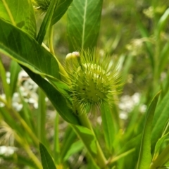 Gomphocarpus fruticosus at Rutherford, NSW - 28 Nov 2022