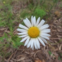 Brachyscome diversifolia var. diversifolia (Large-headed Daisy) at Mount Majura - 27 Nov 2022 by MatthewFrawley