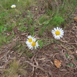 Brachyscome diversifolia var. diversifolia at Watson, ACT - 27 Nov 2022 12:30 PM