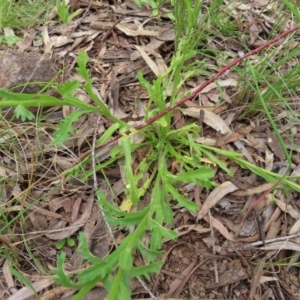 Brachyscome diversifolia var. diversifolia at Watson, ACT - 27 Nov 2022 12:30 PM