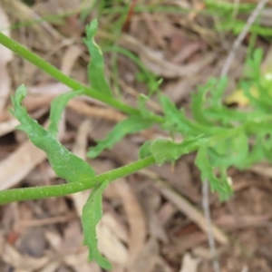 Brachyscome diversifolia var. diversifolia at Watson, ACT - 27 Nov 2022 12:30 PM