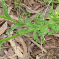 Brachyscome diversifolia var. diversifolia at Watson, ACT - 27 Nov 2022