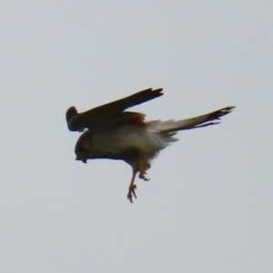Falco cenchroides at Watson, ACT - 27 Nov 2022