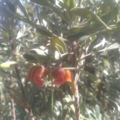 Grevillea arenaria at Cooma North Ridge Reserve - 28 Nov 2022 by mahargiani