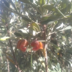 Grevillea arenaria at Cooma, NSW - 28 Nov 2022 by mahargiani