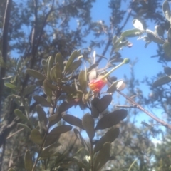 Grevillea arenaria at Cooma, NSW - 28 Nov 2022