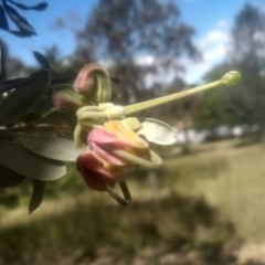 Grevillea arenaria at Cooma, NSW - 28 Nov 2022 03:09 PM