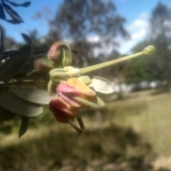Grevillea arenaria at Cooma, NSW - 28 Nov 2022