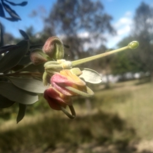 Grevillea arenaria at Cooma, NSW - 28 Nov 2022 03:09 PM