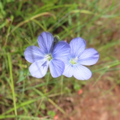 Linum marginale (Native Flax) at Mount Majura - 27 Nov 2022 by MatthewFrawley