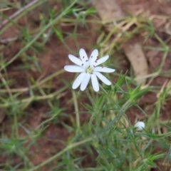 Stellaria pungens (Prickly Starwort) at Mount Majura - 27 Nov 2022 by MatthewFrawley