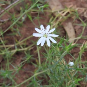 Stellaria pungens at Watson, ACT - 27 Nov 2022