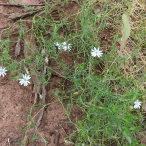 Stellaria pungens at Watson, ACT - 27 Nov 2022