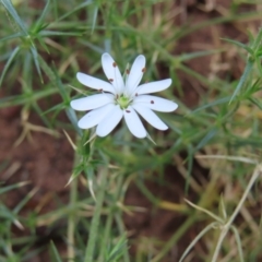 Stellaria pungens at Watson, ACT - 27 Nov 2022