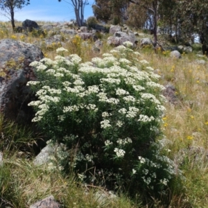 Cassinia longifolia at Molonglo Valley, ACT - 26 Nov 2022