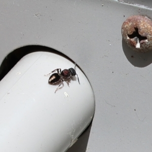 Mutillidae (family) at Wodonga, VIC - 28 Nov 2022