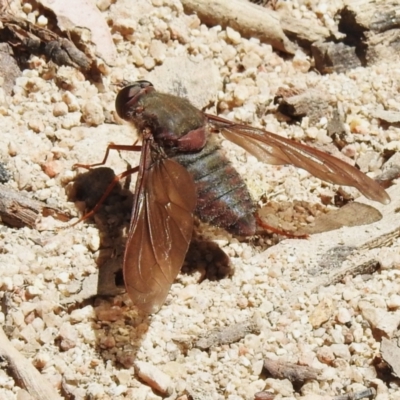 Comptosia insignis (A bee fly) at Namadgi National Park - 28 Nov 2022 by JohnBundock