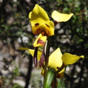 Diuris sulphurea at Tennent, ACT - suppressed