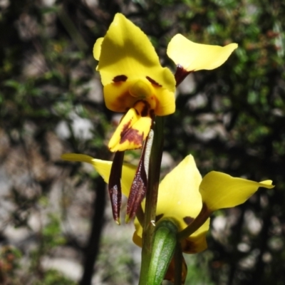 Diuris sulphurea (Tiger Orchid) at Tennent, ACT - 28 Nov 2022 by JohnBundock