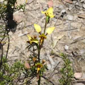 Diuris sulphurea at Tennent, ACT - suppressed