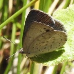 Erina hyacinthina (Varied Dusky-blue) at Namadgi National Park - 28 Nov 2022 by JohnBundock