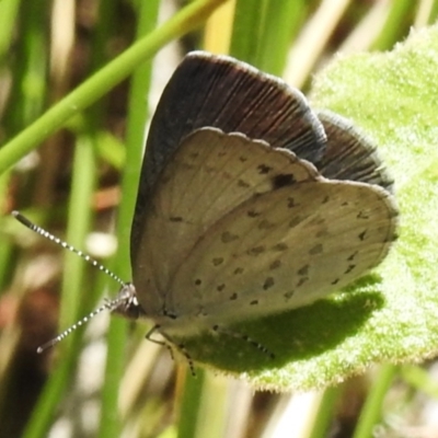 Erina hyacinthina (Varied Dusky-blue) at Namadgi National Park - 28 Nov 2022 by JohnBundock