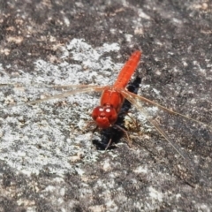 Diplacodes haematodes (Scarlet Percher) at Tennent, ACT - 28 Nov 2022 by JohnBundock