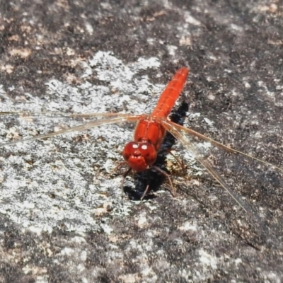 Diplacodes haematodes (Scarlet Percher) at Namadgi National Park - 28 Nov 2022 by JohnBundock