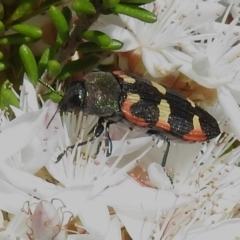 Castiarina sexplagiata (Jewel beetle) at Namadgi National Park - 28 Nov 2022 by JohnBundock
